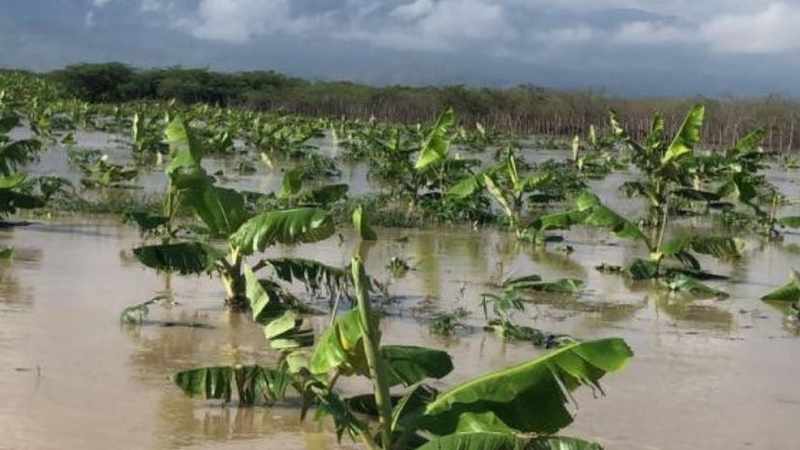 plantaciones